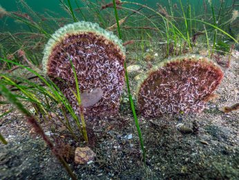 ‘Dipten diriliş tüm Marmara’ya yayılıyor’