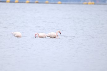 Doğaseverler Flamingo Şenliği’nde buluştu