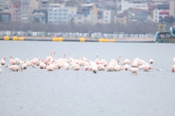 Doğaseverler Flamingo Şenliği’nde buluştu