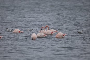 Doğaseverler Flamingo Şenliği’nde buluştu
