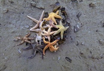 Dip Çamuru Temizliği Projesi’nde; 110 bin kamyon çamur çıkarıldı