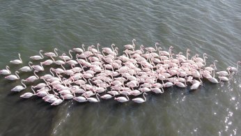 Körfez’de flamingo sayısı ikiye katlandı