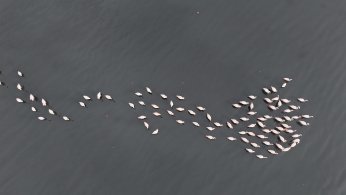 Körfez’de flamingo sayısı ikiye katlandı