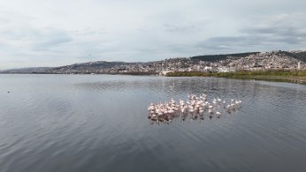 Körfez’de flamingo sayısı ikiye katlandı
