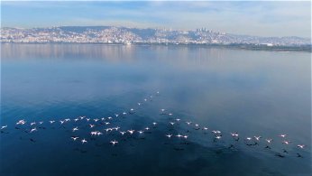 Körfez’de flamingo sayısı ikiye katlandı