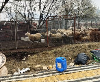 Ahır yangınında 50 küçükbaş öldü