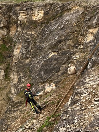 Kayalıklardaki sürüye cansiparane kurtarma