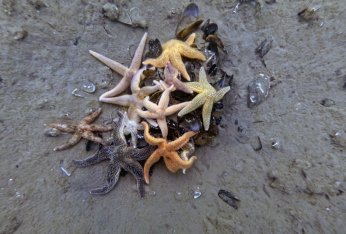 Deniz ekosistemi yeniden hayat buldu