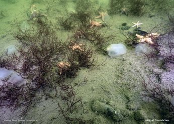 Deniz ekosistemi yeniden hayat buldu