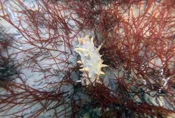 Deniz ekosistemi yeniden hayat buldu