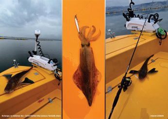 Deniz ekosistemi yeniden hayat buldu