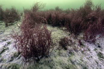 Deniz ekosistemi yeniden hayat buldu