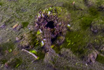 Deniz ekosistemi yeniden hayat buldu