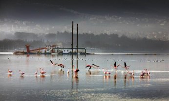 Deniz ekosistemi yeniden hayat buldu