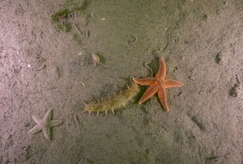 Deniz ekosistemi yeniden hayat buldu