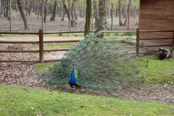 Baharın en güzel hali Ormanya’da yaşanıyor