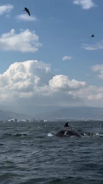 Dip çamuru temizliği yunusları geri getirdi