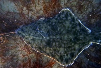 Dip çamuru temizliği yunusları geri getirdi