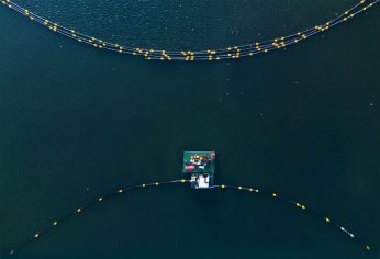 Dip çamuru temizliği yunusları geri getirdi