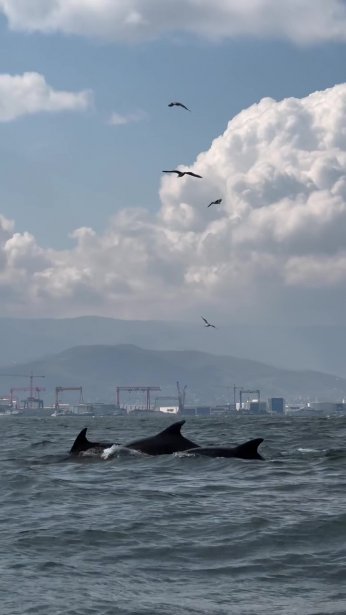 Dip çamuru temizliği yunusları geri getirdi