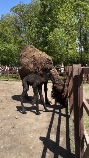 Ormanya’da doğan yavru deve için renkli kutlama