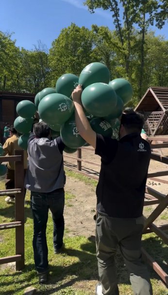 Ormanya’da doğan yavru deve için renkli kutlama