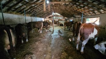 Çevreyi kirleten besi çiftliğine ceza