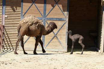 Ormanya’nın yeni üyesine isim arayışı