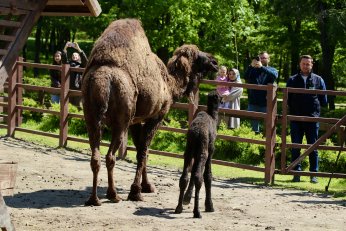 Ormanya’nın yeni üyesine isim arayışı
