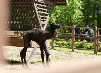 Ormanya’nın yeni üyesine isim arayışı