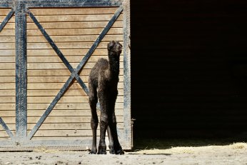 Ormanya’nın yeni üyesine isim arayışı