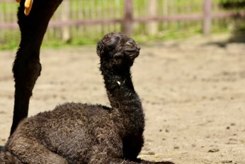 Ormanya’nın yeni üyesine isim arayışı