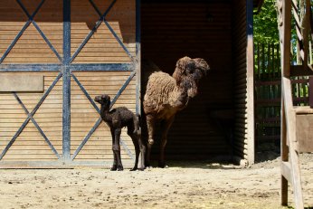 Ormanya’nın yeni üyesine isim arayışı
