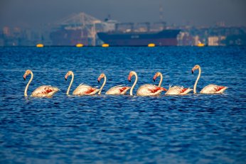 ‘4 Mevsim Kocaeli’ için başvurular başladı