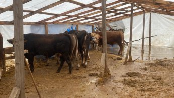 Sular altında kalan kurban pazarında zor anlar