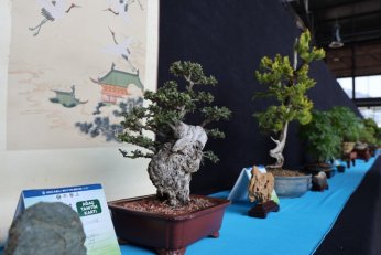 Bonsai tutkunları Kocaeli’de buluştu