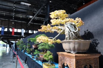 Bonsai tutkunları Kocaeli’de buluştu