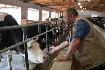 1,3 tonluk tosun çiftliğin gözdesi