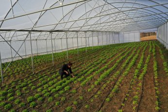 Büyükşehir’den yüzde 50 hibeli sera desteği