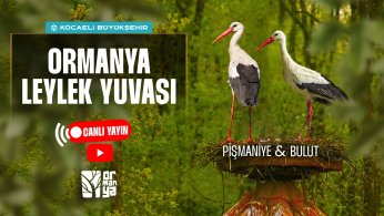Ormanya’da engel tanımayan aşk