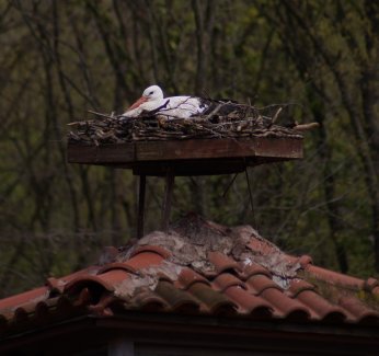 Ormanya’da engel tanımayan aşk