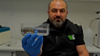 Ormanya’da yeni türler keşfedildi