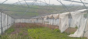Seraları zarar gören üreticilere destek