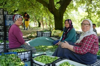 Eşme eriğinde  yüksek rekolte   