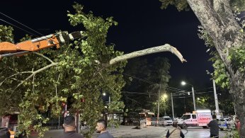 Kopan ağaç dalı tramvay seferlerini aksattı