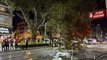 Kopan ağaç dalı tramvay seferlerini aksattı