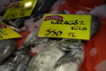 Yazın favori balıkları istavrit ve sardalya