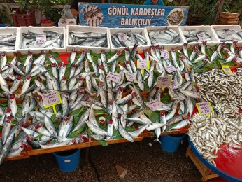 Palamut bolluğu  yüzleri güldürdü