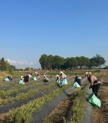 TABİP, tarıma ekonomik değer katıyor