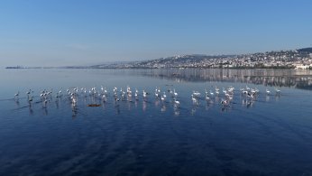 Flamingolar, kışın da Körfez’de konaklıyor